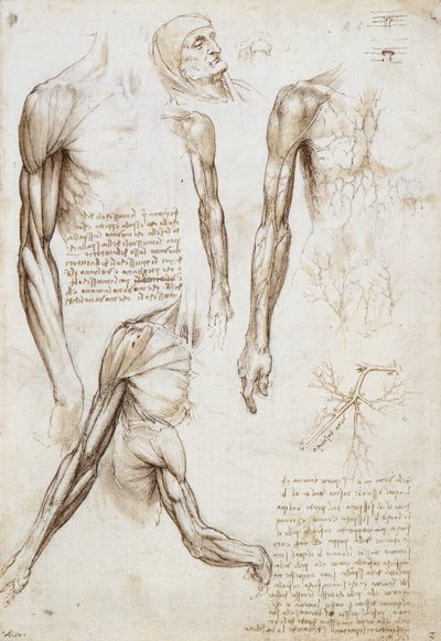 A Dead or Moribund Man in Bust Length by Leonardo da Vinci